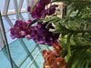 Ванда (Vanda) 